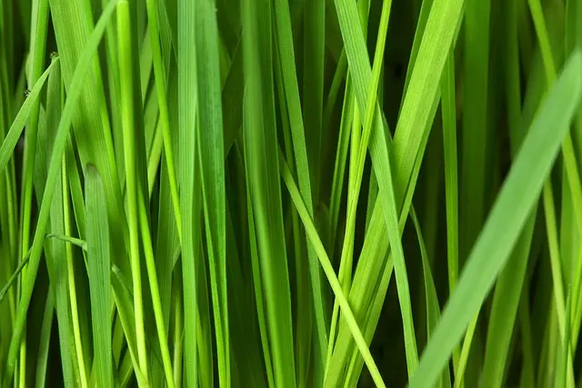 10 Astuces pour Créer un Déguisement Écologique et Original