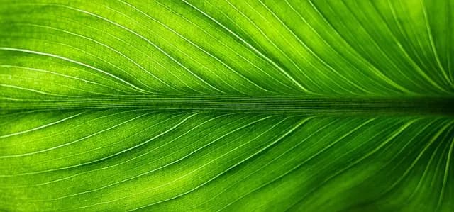 Les Déguisements Écologiques : Pourquoi et Comment Choisir ?