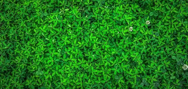Les Déguisements Écologiques : Pourquoi les Choisir pour Vos Fêtes ?
