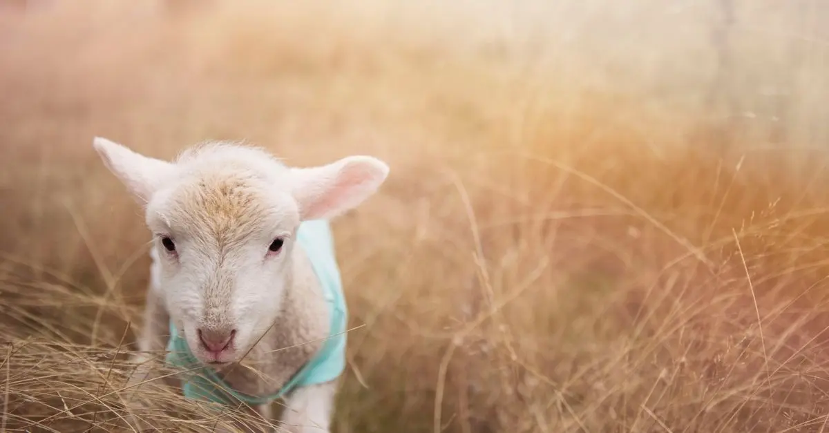 10 idées de déguisements pour animaux de compagnie
